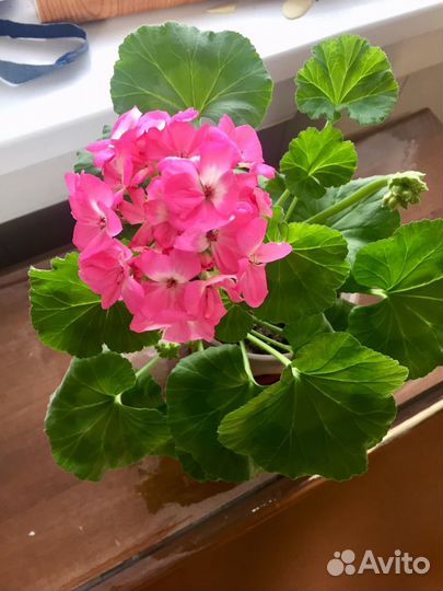 Пеларгония герань