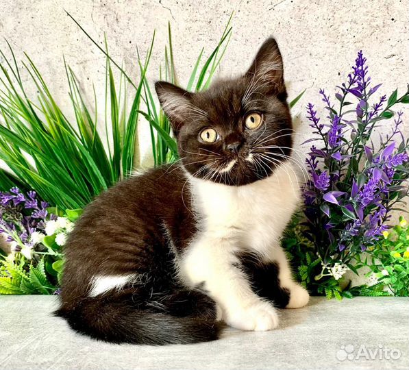 Британская кошка