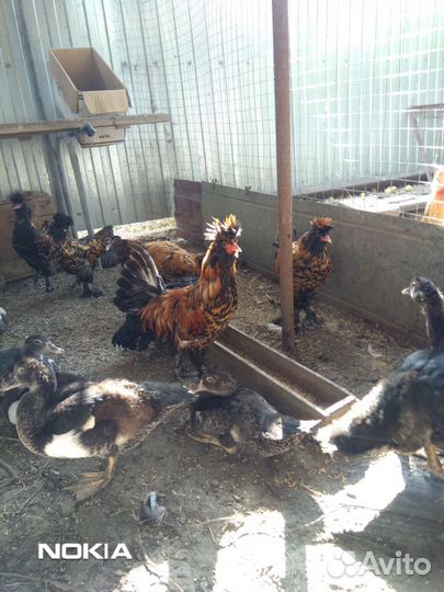 Карликовые курочки