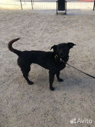 Собака аленькая молодая стерилизованная