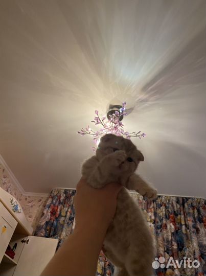 Шотландский кот на вязку