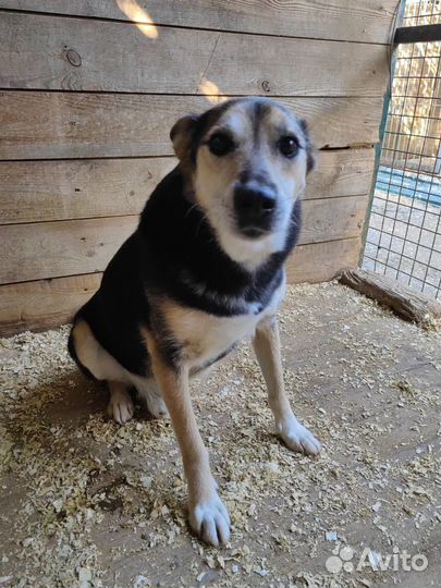 Нежный,ласковый Сэм из приюта мечтает о доме