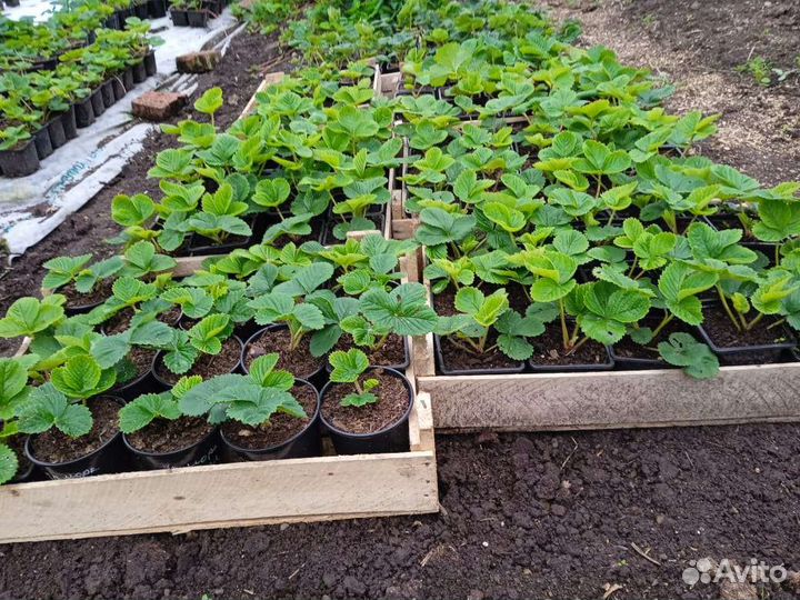 Саженцы клубники