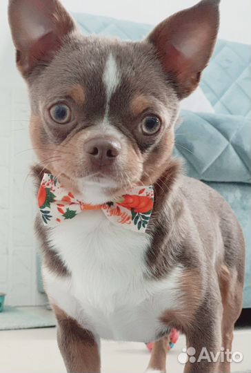 Вязка Чихуахуа