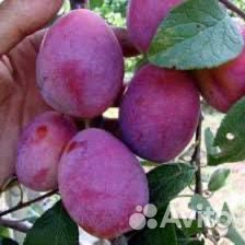 Саженцы разных сортов