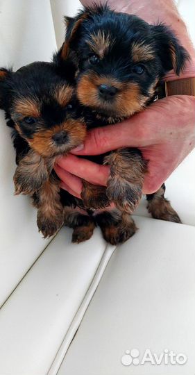 Собаки щенки маленькой породы