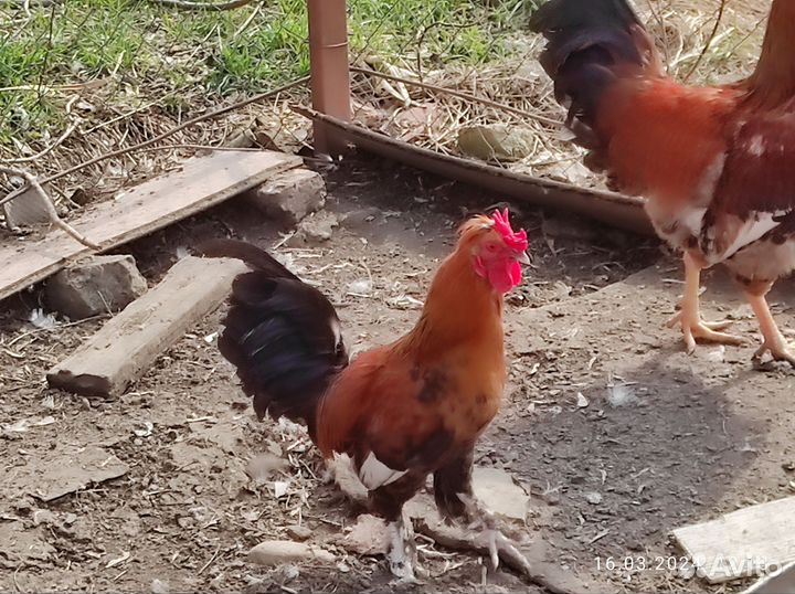 Декоративные петухи