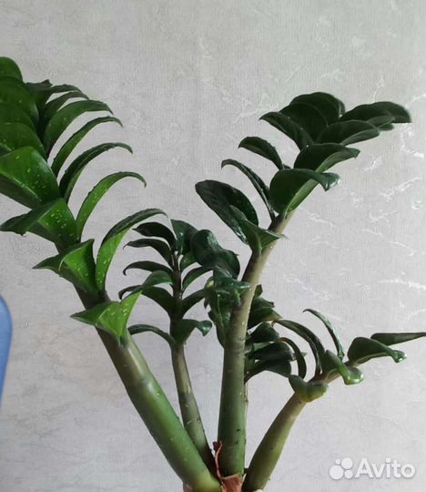 Спатифиллум