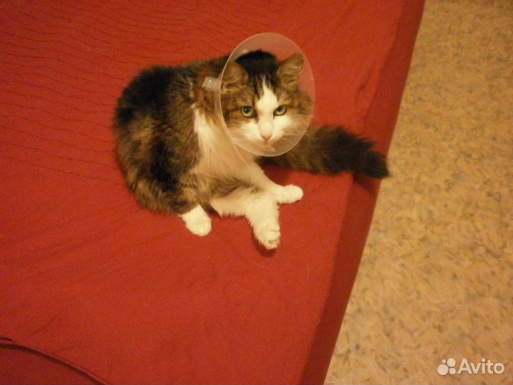 Вызов ветеринарного врача