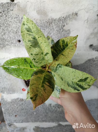 Фикус шривериана