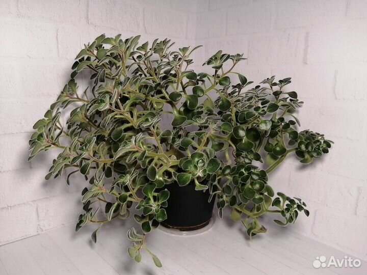 Комнатные растения аихризон, фикус, хлорофитум