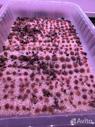 Gymnocаlyсium. Гимник. Кактус. Суккелент