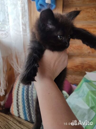 Черные котята