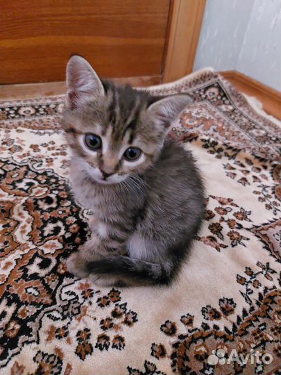 Котята кошечки дикого раскраса в добрые руки