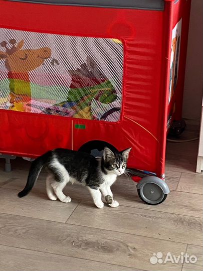 Котята в добрые руки бесплатно