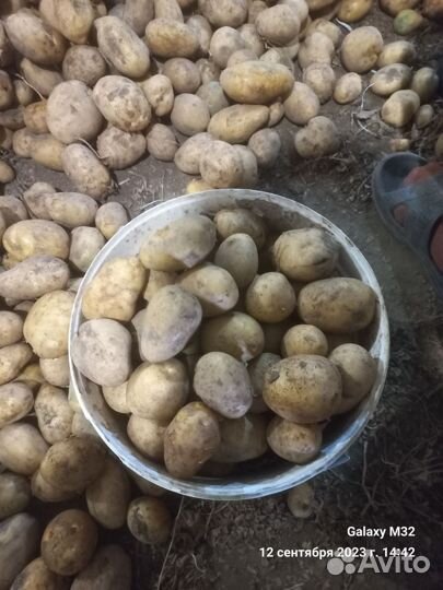 Продам средний картофель