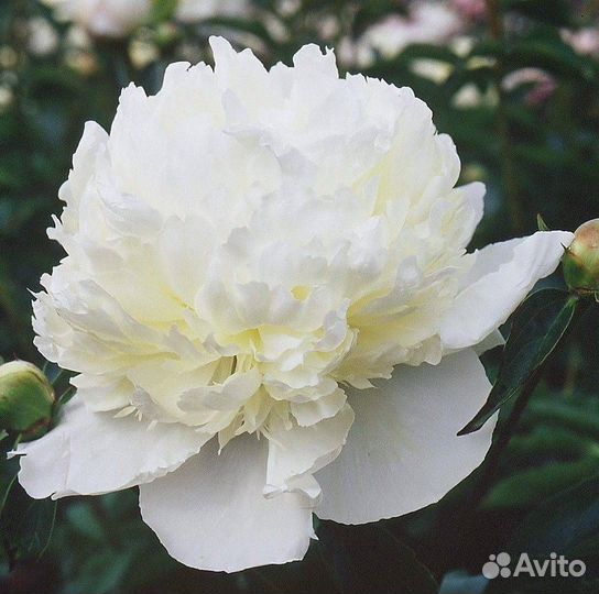 Пионы корни