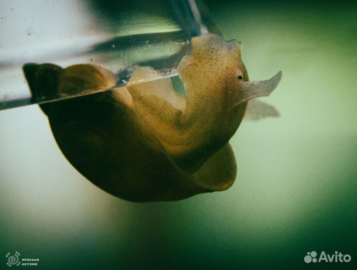 Аквариумные креветки, улитки, лягушки и рыбки