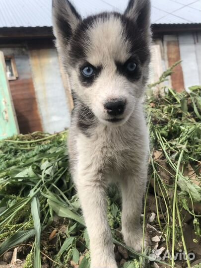 Щенки хаски