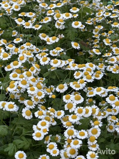 Пиретрум девичий