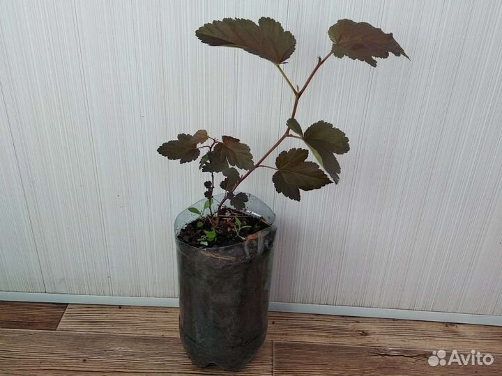 Пузыреплодник калинолистный красный