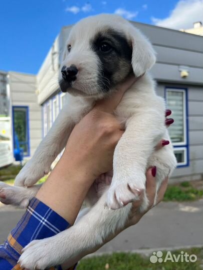 Щенок в добрые руки