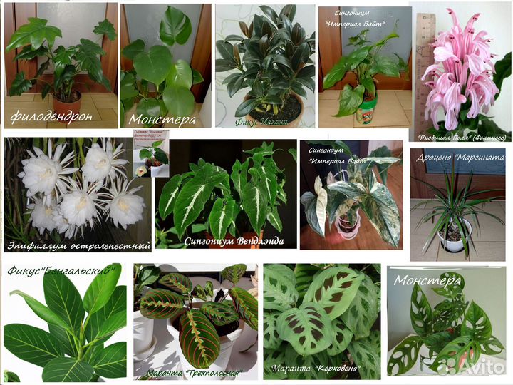 Ароидные и др