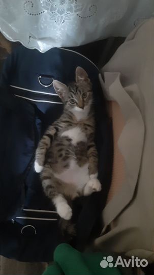 Котики бесплатно в добрые руки