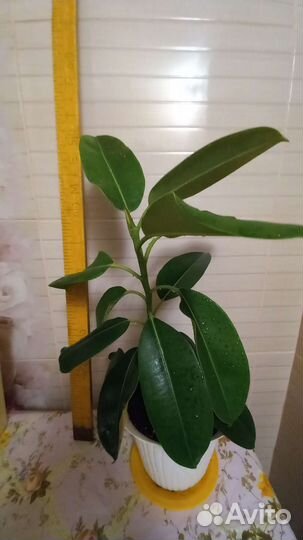 Фикус каучуконосный