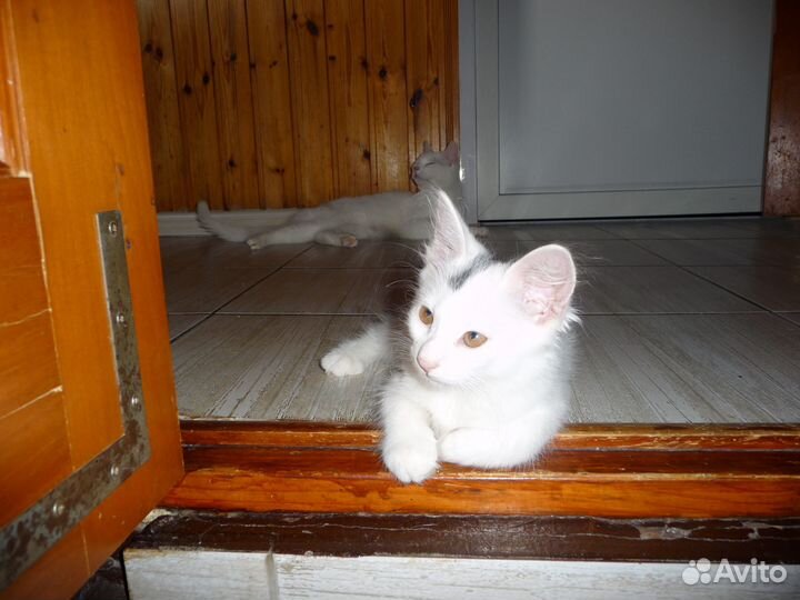 Котята в добрые руки