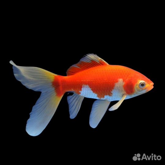 Комета Красно-Белая (SM) (арт 9389)