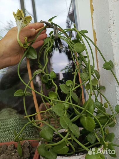 Комнатные цветы