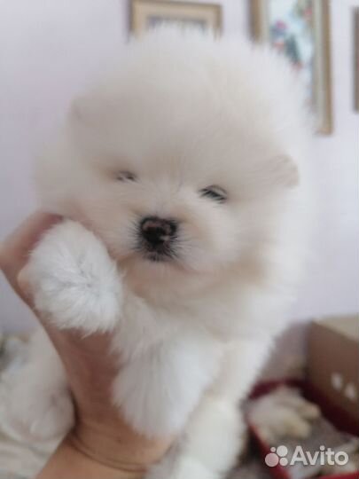 Белый померанский шпиц вязка