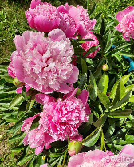 Многолетние цветы