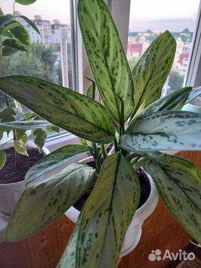 Аглаонема сильвер квин