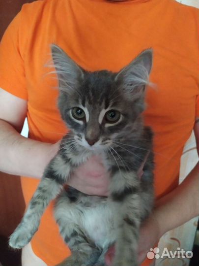 Зеленоглазая красавица в хорошие руки