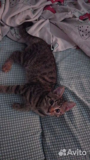 Кошки в добрые руки бесплатно