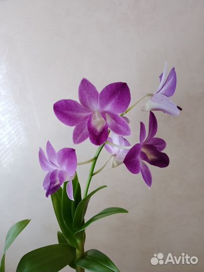 Дендробиум