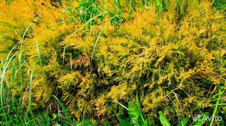 Туя западная Рейнгольд