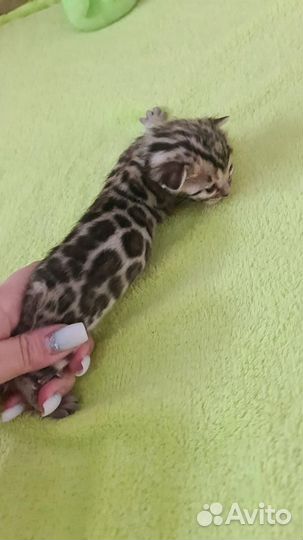 Бенгальская