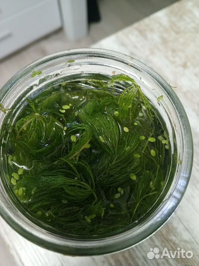 Растения для аквариума