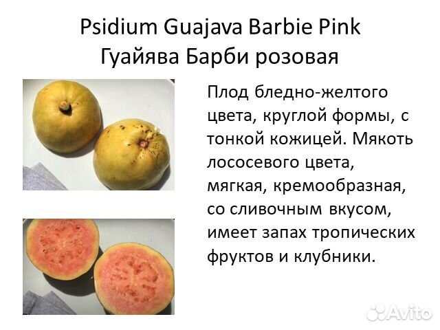 Псидиум гуайява