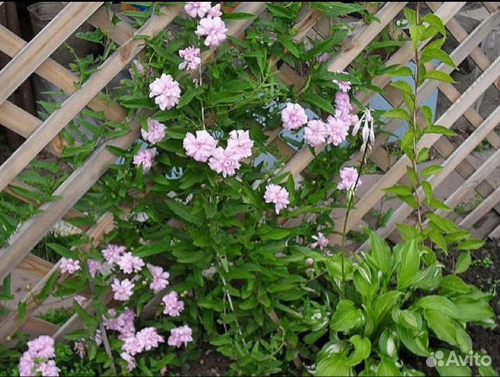 Калистегия махровая