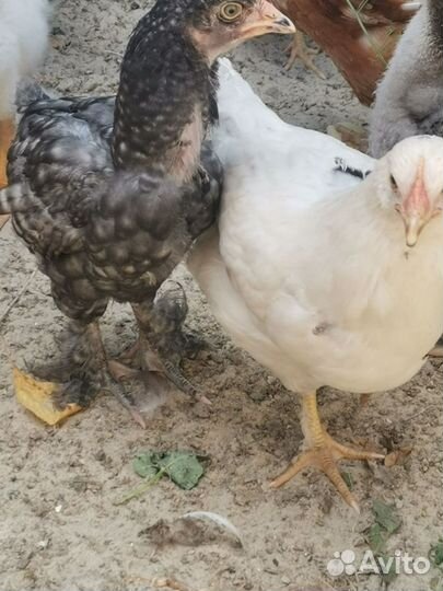 Курочки, петух, цыплята мехеленской кукушки