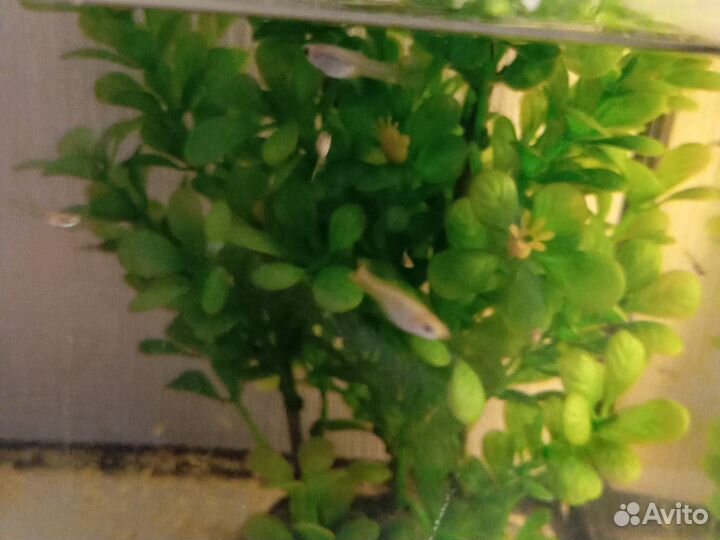 Аквариум и рыбки