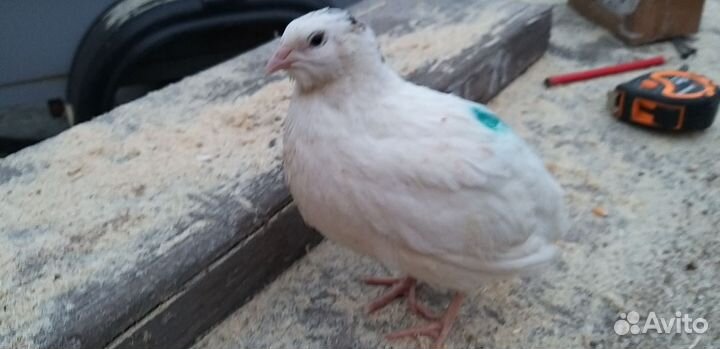 Техасский перепел