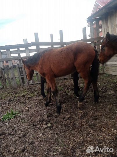 Ирландский пони. Жеребец