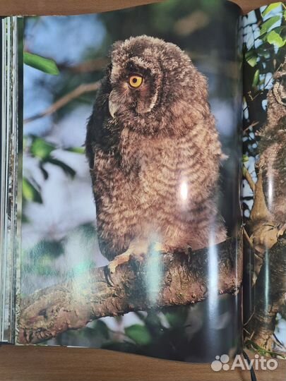 Охотничьи просторы. Орловское полесье. Книга II