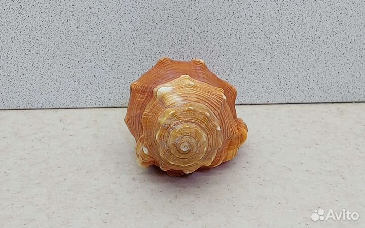 Циматиум Пурам 10,7 морская ракушка раковина