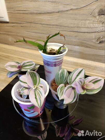 Укорененные отростки комнатных растений